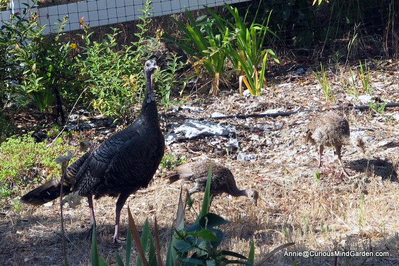 Turkey hen and chicks