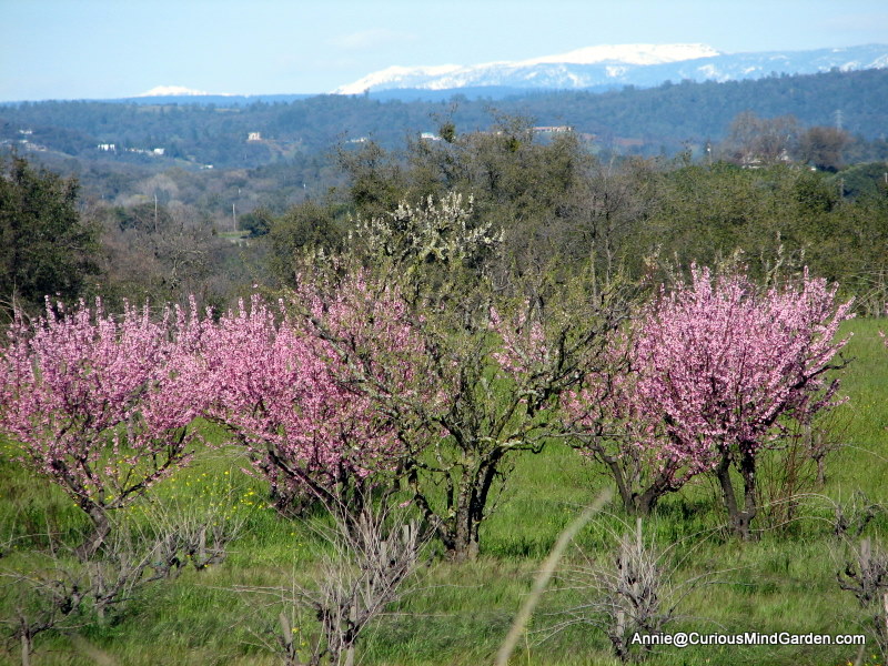 Blossoming trees in from of snow capped Sierras.