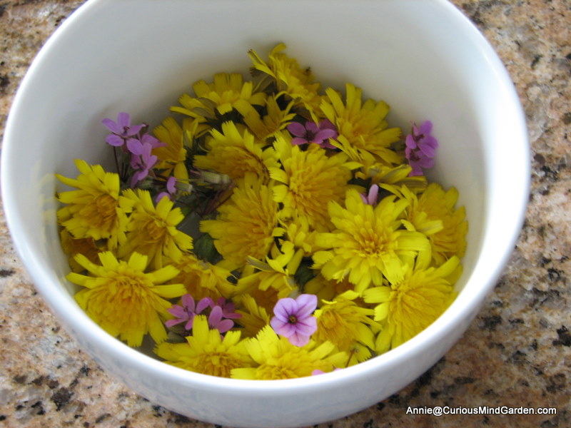 Kipp's dandelions