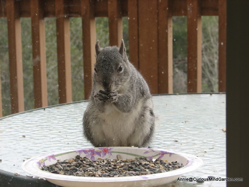 Squirrel