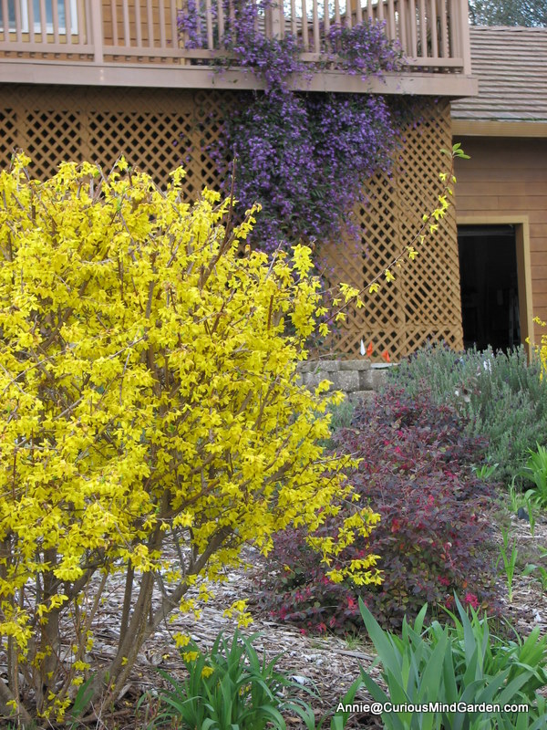 Forsythia in Bloom