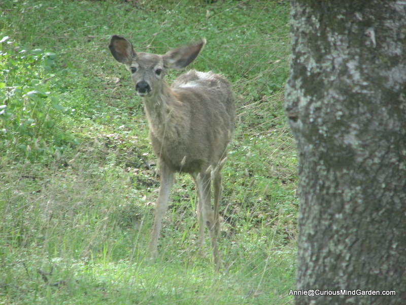 deer