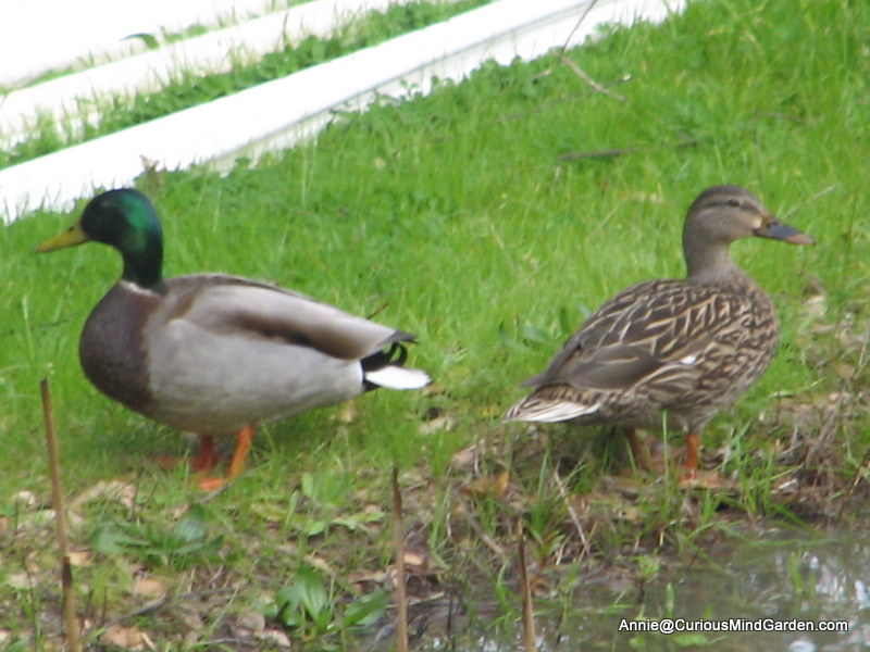 Pair of ducks