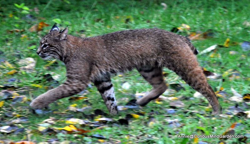 Bobcat