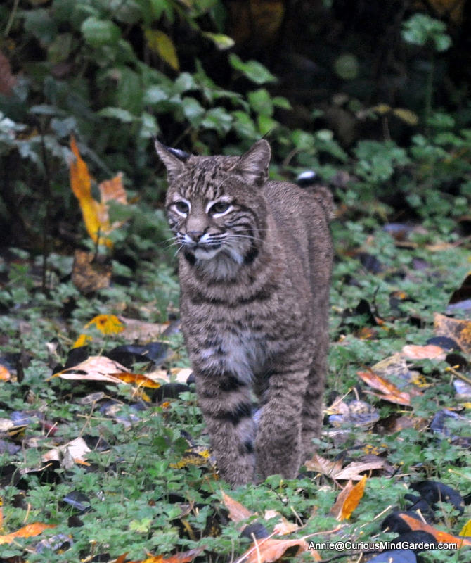 Bobcat